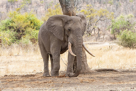 南非大草原上的一头非洲象公牛图片