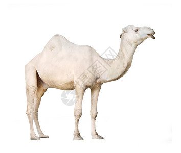 阿拉伯骆驼或DromedaryCamelusdroomedarius在白色背景图片