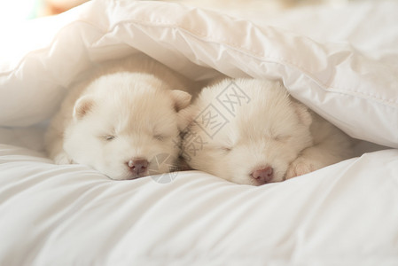 两只白的哈斯基小狗睡在白毯图片