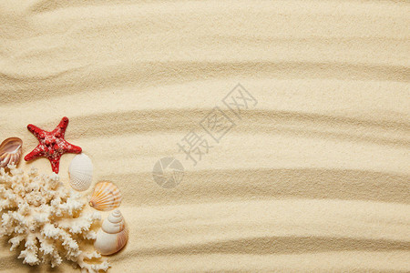 夏季沙滩上的海星贝壳和白珊图片
