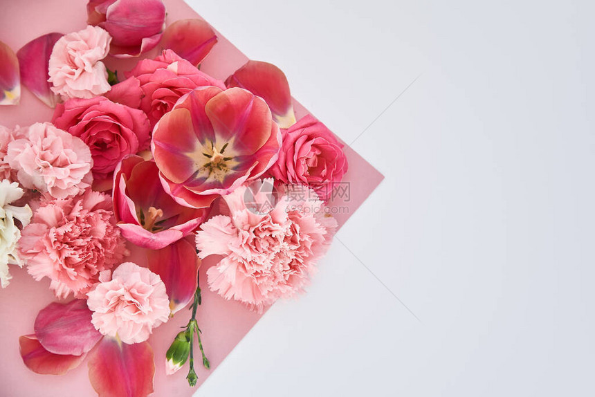 粉红和白色背景上的玫瑰郁金香和康乃图片
