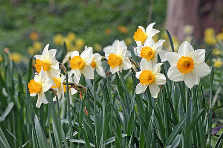 白水仙Narcissus橙色中图片