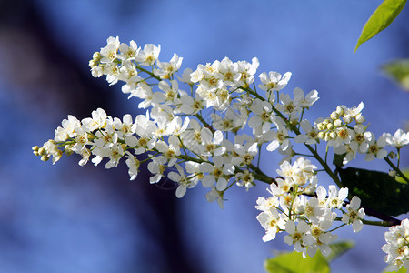 白花鸟樱桃树枝图片