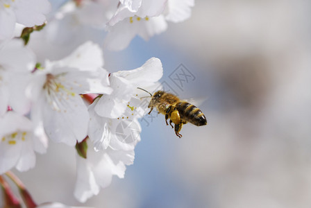 飞行的蜜蜂在樱花上采集花粉图片