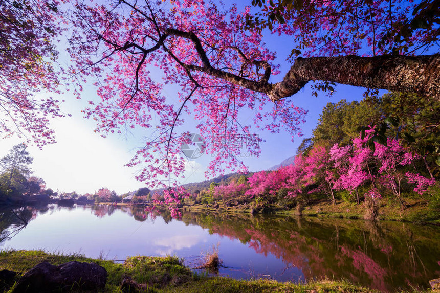 在春天开放的粉色樱花树景色图片