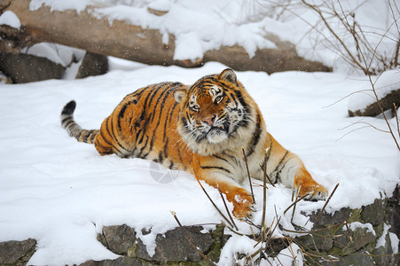 西伯利亚虎雪图片