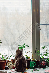 美丽的灰猫坐在窗台上看图片