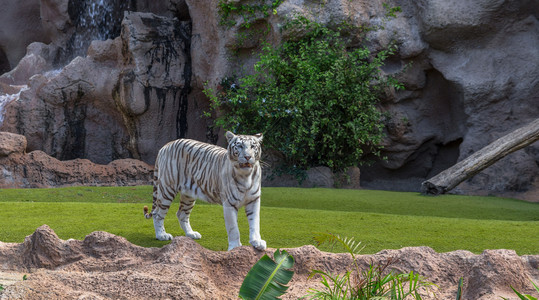 白色的老虎在图片