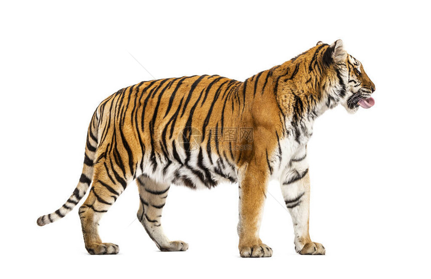 老虎的侧面视线图片