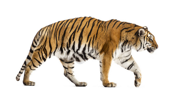 一只行走的老虎大猫的侧面景色图片