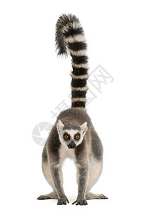 环尾狐猴Lemurcatta背景图片
