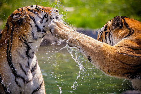 两只成年老虎在水中玩耍图片