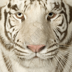 白色背景前的白虎3年背景图片
