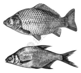 以黑白两种颜色排列鱼群在白图片