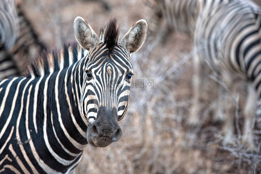 南非的野生斑马图片