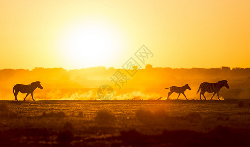 Zebra一家走过非洲日落背景图片