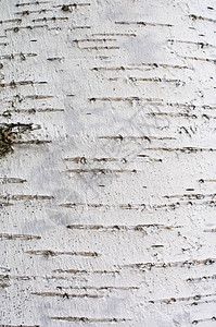 白桦树皮背景纹理背景图片