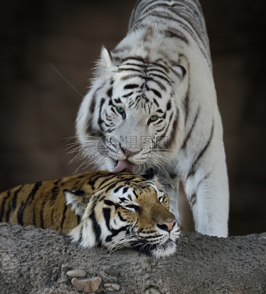 白色和棕色老虎休息图片
