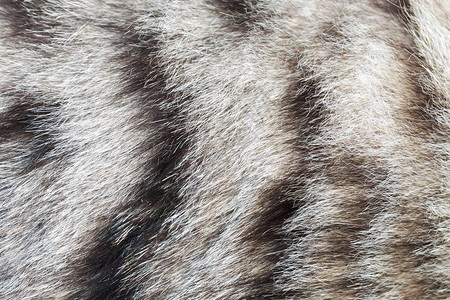 纹理条纹猫毛羊毛特写图片