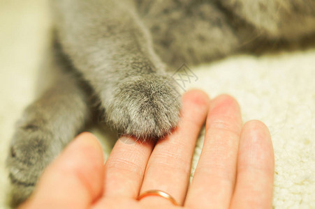 女人手掌中的猫爪人类伸出帮助之手专注图片