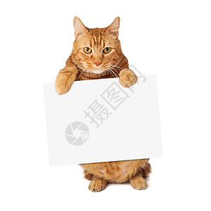一只可爱的橙色条纹小猫站起来拿着图片