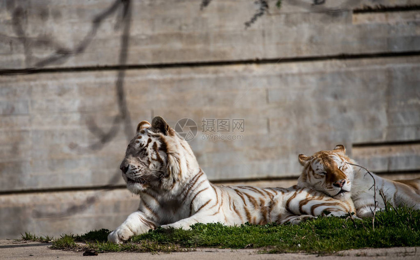 白老虎在西班牙疯癫的动物园中被囚禁图片