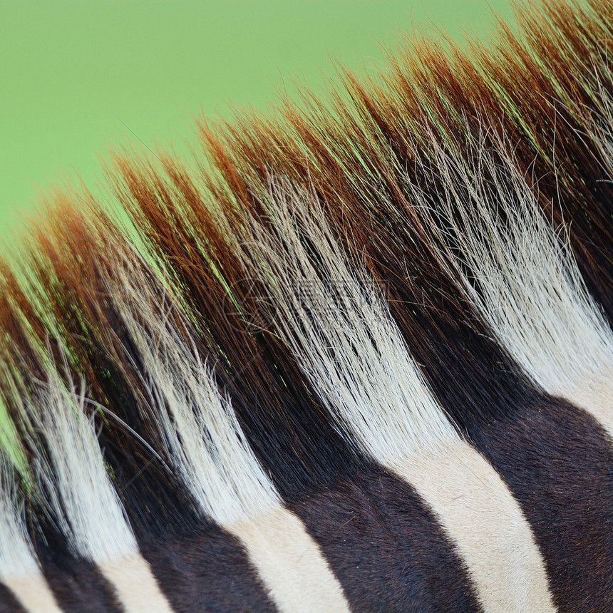动物皮肤常见斑马或伯切尔的斑马Equusburchelli皮图片