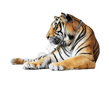 老虎孤立在白色背景上图片