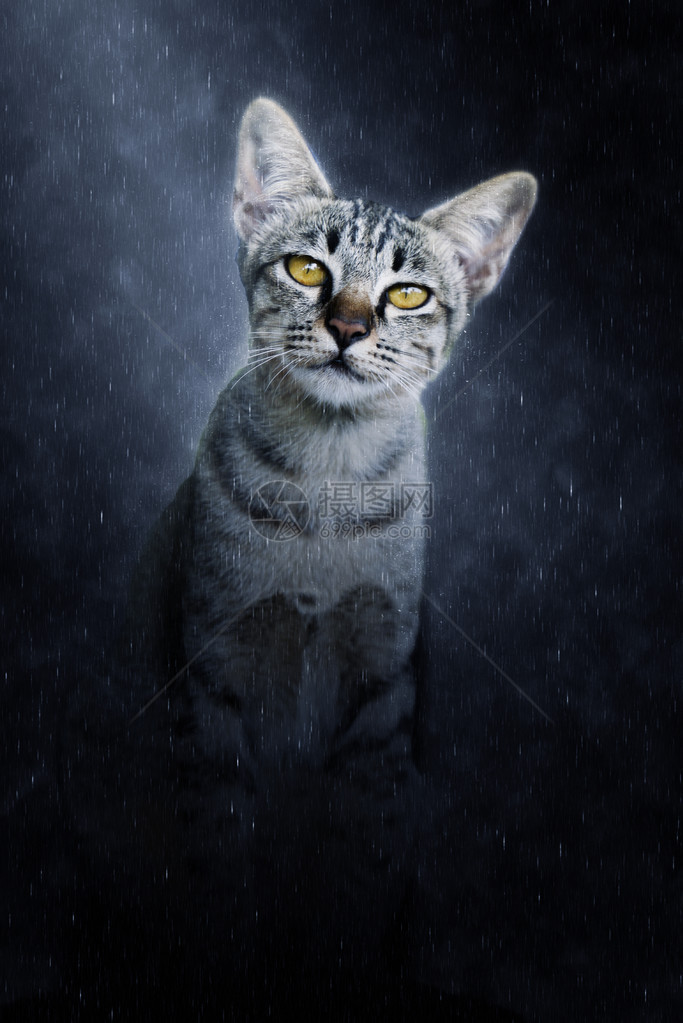 孟加拉猫在雨中寻找图片