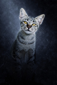 孟加拉猫在雨中寻找背景图片