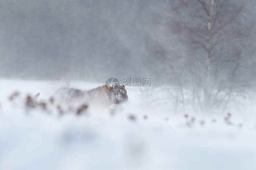 大猫西伯利亚虎Pantheratigrisaltaica在暴风雪中行走在深雪中的艺术照片寒风凛冽图片