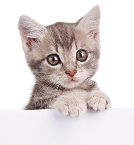漂亮的灰色小猫带白板背景图片