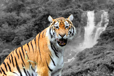 夏日的黑虎和白虎与彩老虎一起拍摄时图片