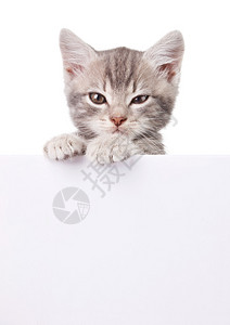 漂亮的灰色小猫带白板背景图片