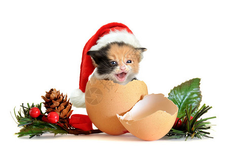 可爱的小猫在蛋壳里圣诞老人的帽子在圣诞图片