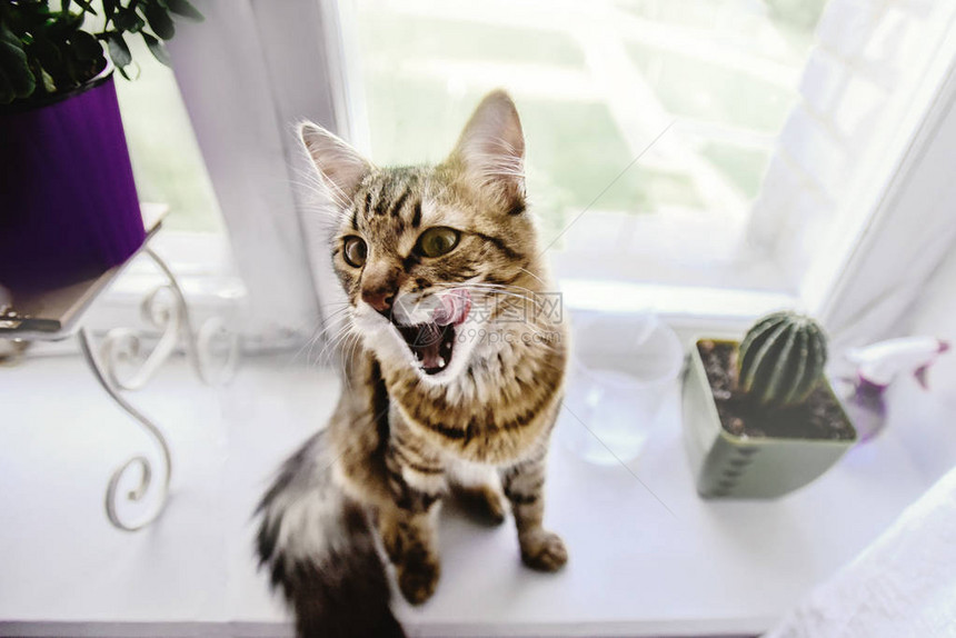 可爱的猫咪舔着有趣的情绪坐图片