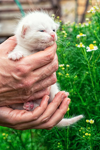 手握白色的新生小猫图片