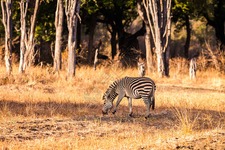 非洲大草原上的野生斑马图片