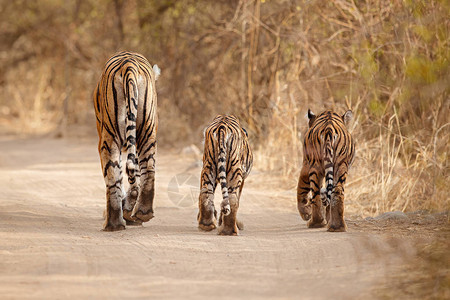 老虎在自然栖息地印度图片