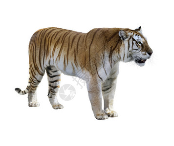 白色背景上的棕色老虎图片