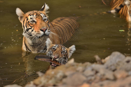 大自然栖息地中的老虎母和幼崽野生动物与危险动物的场景印度拉贾图片