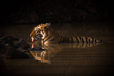 孟加拉虎在阴暗的水坑里喝水图片