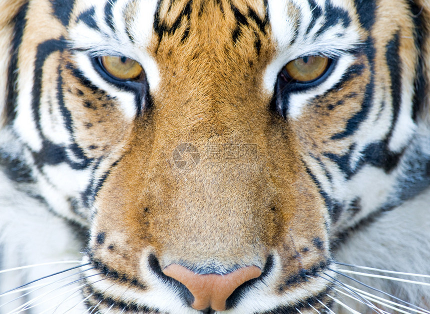 老虎盯着你图片