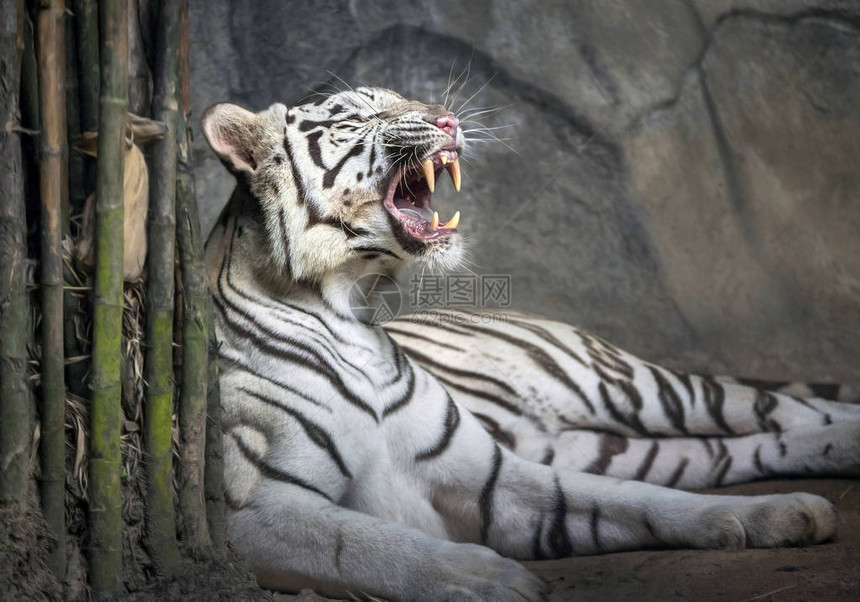 西伯利亚白老虎在动物园的自然环境图片