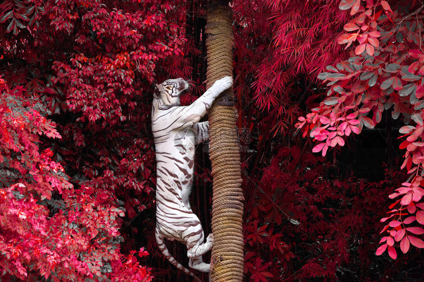 白老虎爬树在动物园图片