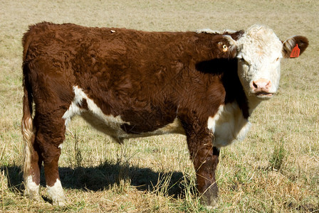波尔赫里福德牛品种图片
