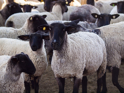 中西部农场的杜泊羊群图片