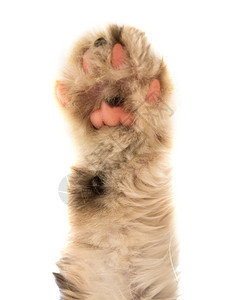 一只猫爪的详情照片在白色高清图片