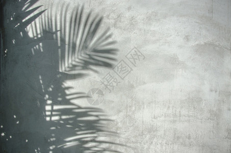 墙上的棕榈叶阴影图像图片