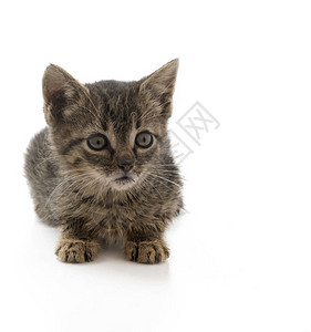这只小猫来自欧洲众多流浪猫中的一只背景图片
